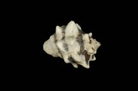 藏品(角岩螺)的圖片